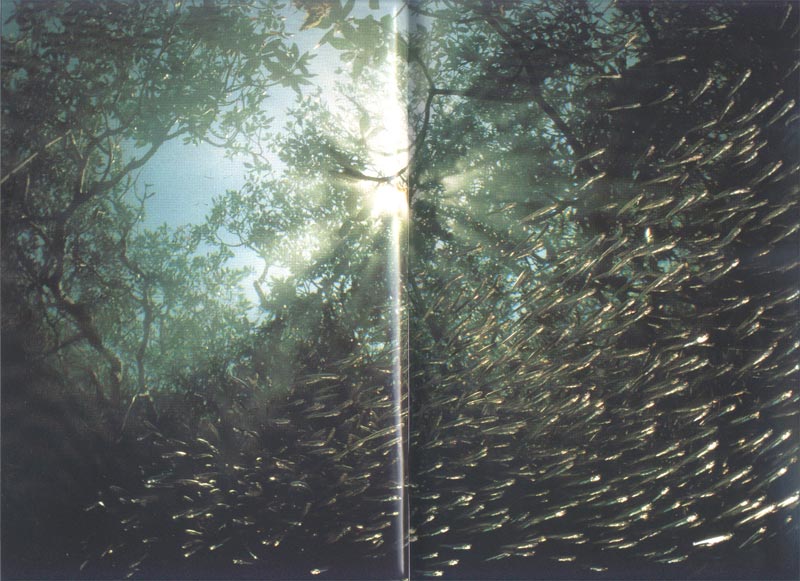 Mangroves - Trees in the sea - aus dem Buch